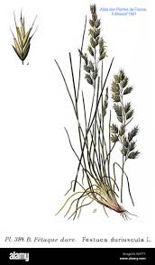 Attēlu rezultāti vaicājumam “Festuca rubra subsp. rubra”