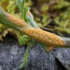 Attēlu rezultāti vaicājumam “Pucciniales”