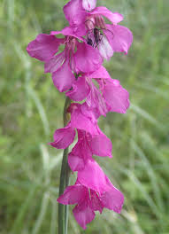 Attēlu rezultāti vaicājumam “Gladiolus imbricatus”