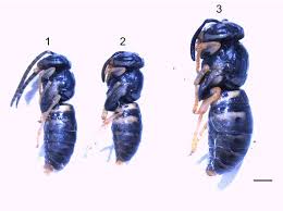 Attēlu rezultāti vaicājumam “Vespula germanica male”