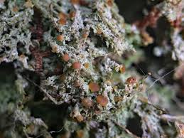 Attēlu rezultāti vaicājumam “Biatora sphaeroides”