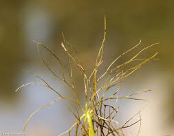 Attēlu rezultāti vaicājumam “Ceratophyllum submersum”