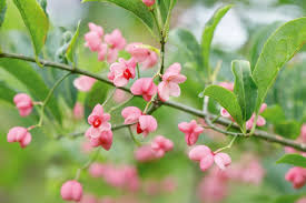 Attēlu rezultāti vaicājumam “Euonymus flower”