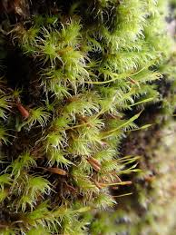 Attēlu rezultāti vaicājumam “Racomitrium heterostichum”