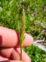Attēlu rezultāti vaicājumam “Anthoxanthum odoratum”