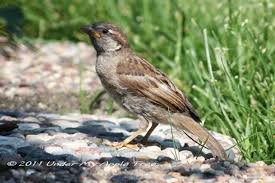 Attēlu rezultāti vaicājumam “Passer domesticus juvenile”