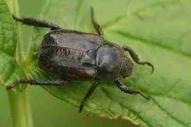 Attēlu rezultāti vaicājumam “Hoplia parvula imago”