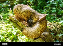 Attēlu rezultāti vaicājumam “Inonotus leporinus”