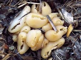 Attēlu rezultāti vaicājumam “Peziza vesiculosa”