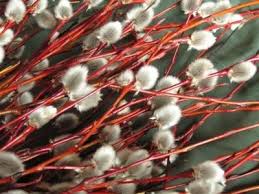 Attēlu rezultāti vaicājumam “Salix daphnoides”