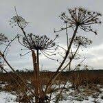 Attēlu rezultāti vaicājumam “Heracleum sosnowskyi fruit”