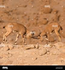 Attēlu rezultāti vaicājumam “Capra juvenile”