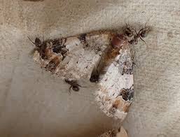 Attēlu rezultāti vaicājumam “Catarhoe cuculata”