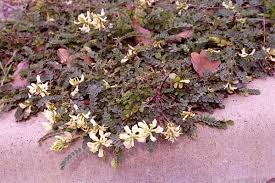 Attēlu rezultāti vaicājumam “Astragalus arenarius leaf”
