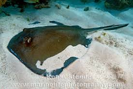 Image result for Hypanus americanus