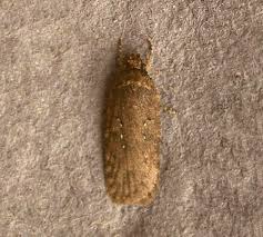 Attēlu rezultāti vaicājumam “Agonopterix ciliella imago”
