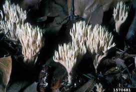 Attēlu rezultāti vaicājumam “Lentaria sp.”