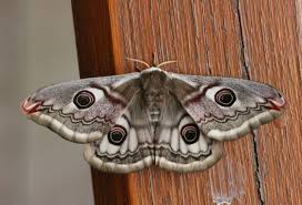 Attēlu rezultāti vaicājumam “Saturnia pavonia female”