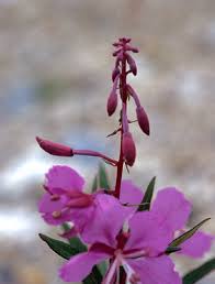 Attēlu rezultāti vaicājumam “Epilobium angustifolium bud”