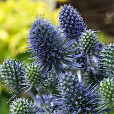 Image result for Eryngium `Blue Hobbit`