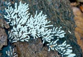 Attēlu rezultāti vaicājumam “Stemonitopsis typhina”