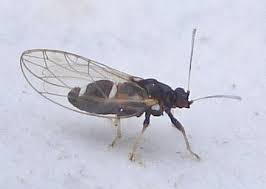 Attēlu rezultāti vaicājumam “Trioza dispar”