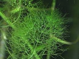 Attēlu rezultāti vaicājumam “Nitella flexilis”