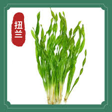 「扭蘭」的圖片搜尋結果