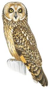 Attēlu rezultāti vaicājumam “Asio flammeus adult”