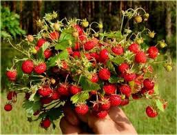 Attēlu rezultāti vaicājumam “Fragaria vesca fruit”