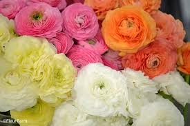 Attēlu rezultāti vaicājumam “Ranunculus mendax flower”