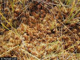 Attēlu rezultāti vaicājumam “Sphagnum balticum”