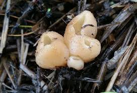 Attēlu rezultāti vaicājumam “Peziza vesiculosa”