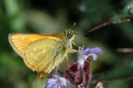 Attēlu rezultāti vaicājumam “Ochlodes sylvanus underside”