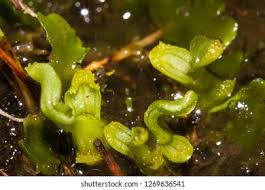 Attēlu rezultāti vaicājumam “Hammarbya paludosa fruit”