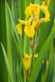 Attēlu rezultāti vaicājumam “Iris pseudacorus flower”