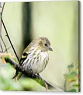Attēlu rezultāti vaicājumam “Carduelis spinus female”