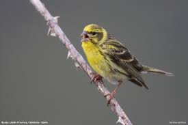 Image result for Serinus serinus