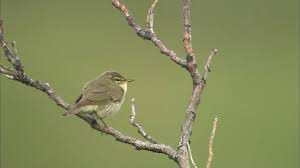 Image result for Phylloscopus borealis