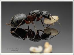 Attēlu rezultāti vaicājumam “Camponotus herculeanus”