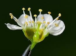 Attēlu rezultāti vaicājumam “Prunus serotina flower”