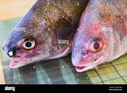Image result for Aplodinotus grunniens