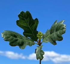 Attēlu rezultāti vaicājumam “Quercus robur leaf”