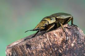 Attēlu rezultāti vaicājumam “Alloeotomus sp.”