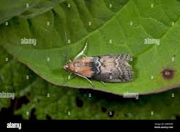 Attēlu rezultāti vaicājumam “Sciota adelphella”