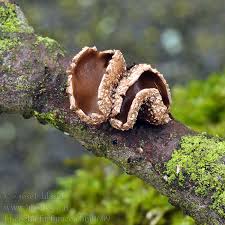 Attēlu rezultāti vaicājumam “Encoelia furfuracea”