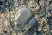 Attēlu rezultāti vaicājumam “Dianema depressum macro”