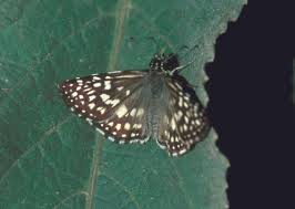 Attēlu rezultāti vaicājumam “Pyrgus serratulae upperside”