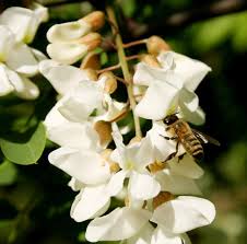 Attēlu rezultāti vaicājumam “Robinia pseudoacacia flower”