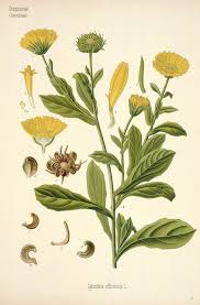 Attēlu rezultāti vaicājumam “Calendula officinalis flower”